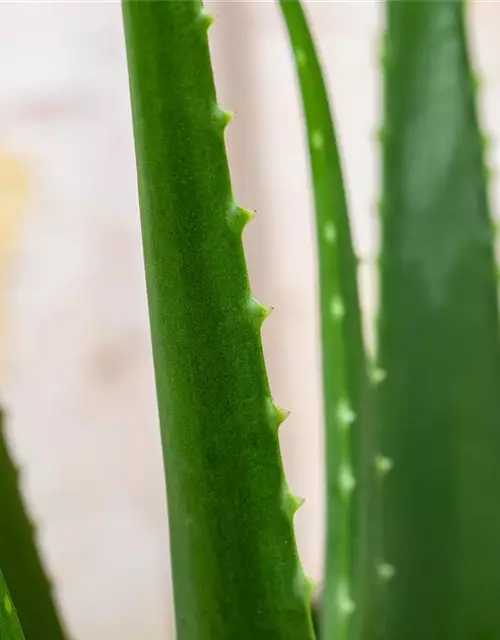 Echte Aloe Vera, 12 cm Topf