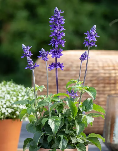 Frecher Michel Pflanze des Jahres 2019, Salvia farinacea