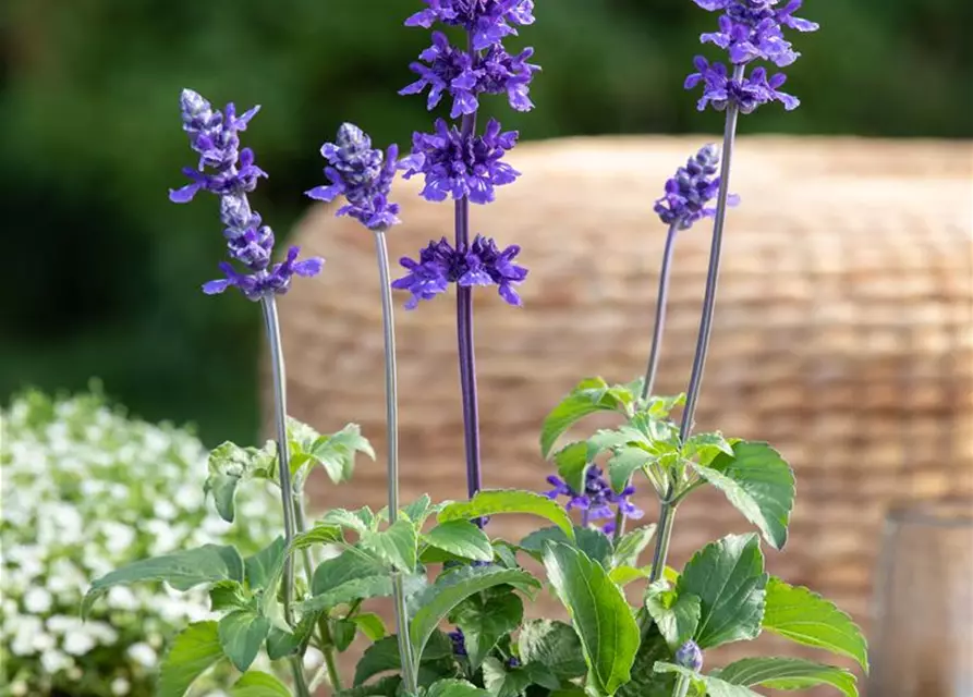 Frecher Michel Pflanze des Jahres 2019, Salvia farinacea