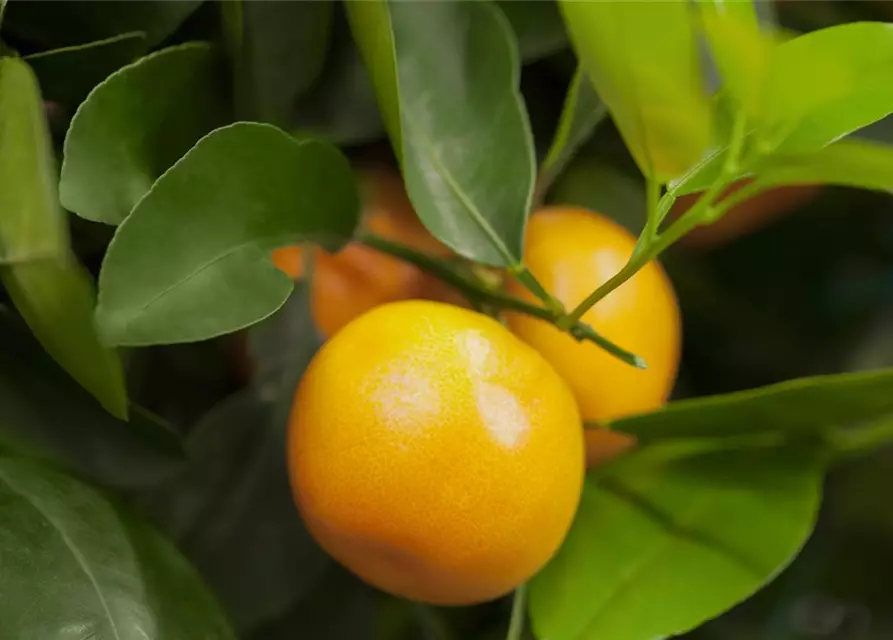 Citrus sinensis, Orange