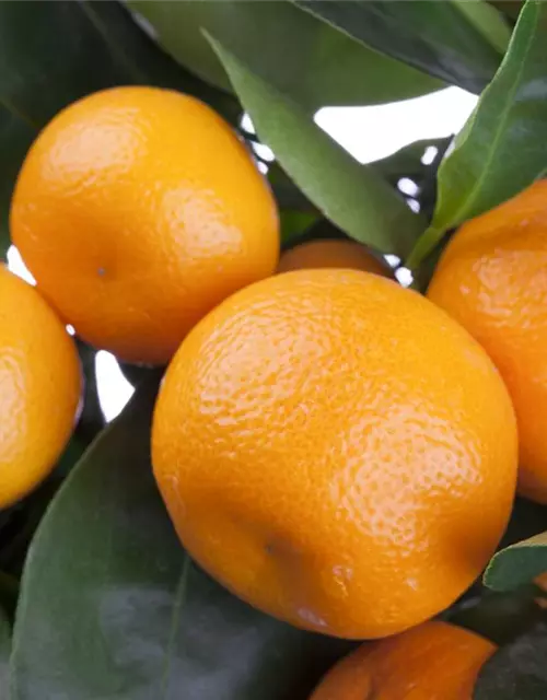 Citrus sinensis, Orange