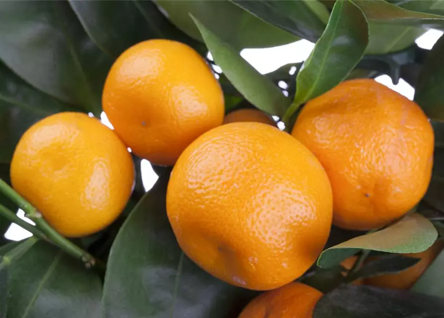 Citrus sinensis, Orange