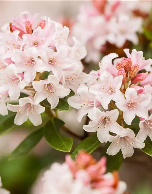 Rhododendron 'Bloombux'® - Hecke