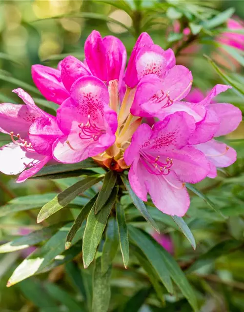 Pontischer Rhododendron 'Graziella' - Hecke