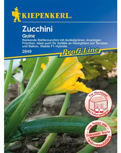 Kletter-Zucchini 'Quine'