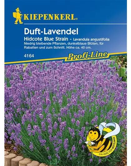 Echter Lavendel 'Hidcote Blue Strain'