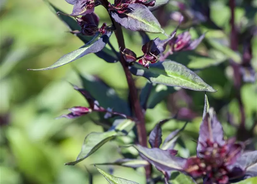 Garten-Basilikum 'Magic Blue'