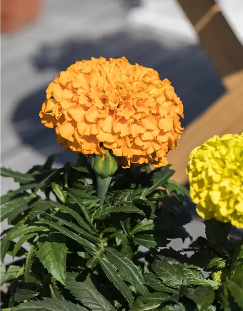 Hohe Studentenblume 'Antigua Orange'