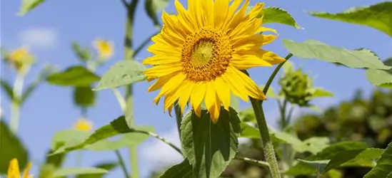 Sonnenblume 'Quarz'