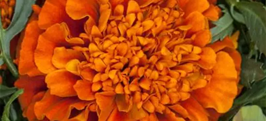 TAGETES  Bonita-mischung Blumen Schnittblume Studentenblume  Stauden Samen 