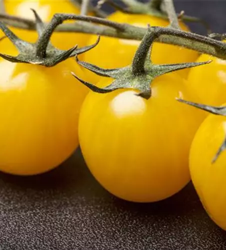 Cherrytomate 'Yellow Clementine'