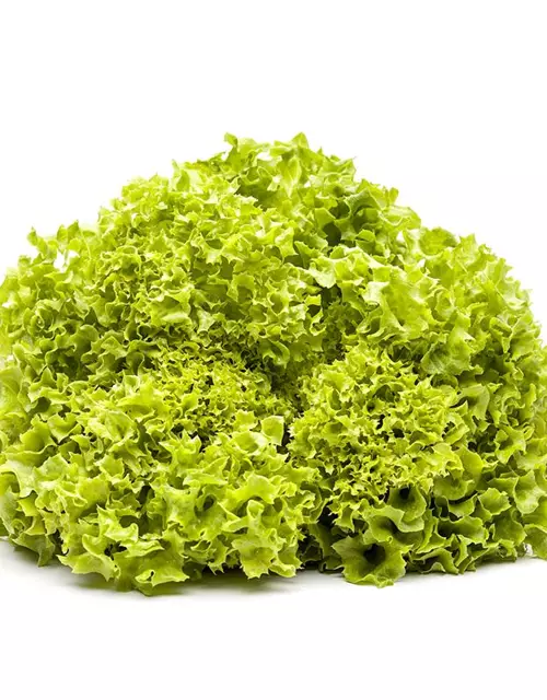 Blatt-Salat 'Lollo bionda'