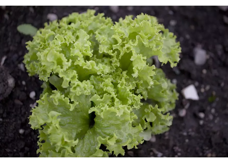 Blatt-Salat 'Lollo bionda'