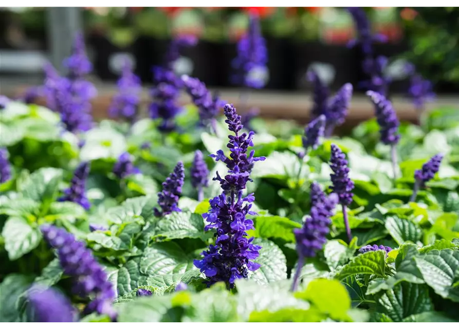Frecher Michel Pflanze des Jahres 2019, Salvia farinacea