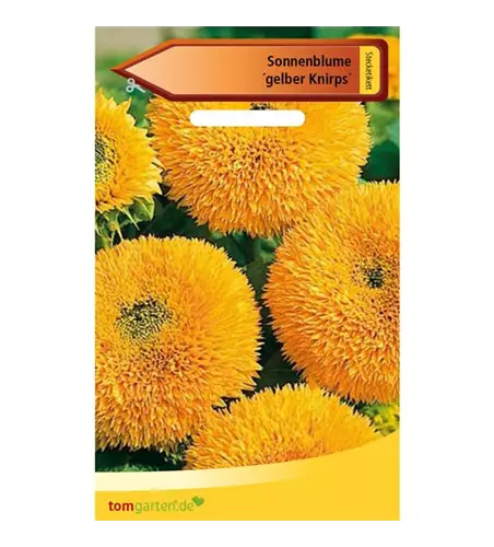 Sonnenblume 'Big Smile' niedrig Topfkultur gelb 'Helianthus annus' 50055 