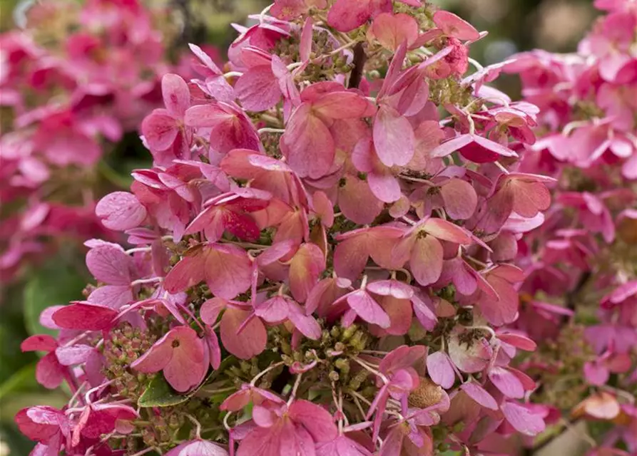 Hydrangea paniculata 'Pinky Winky'®