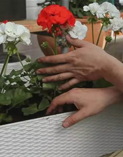 Geranien - Einpflanzen in einen Balkonkasten
