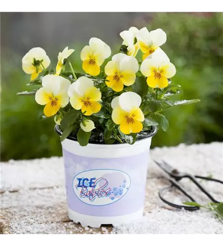 Mini-Winterveilchen 'Ice Babies® Cream Yellow Lip'
