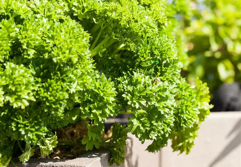 Mediterrane Kräuter im eigenen Garten Genuss für alle Sinne