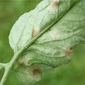 Krankheiten bei Gemüsepflanzen behandeln