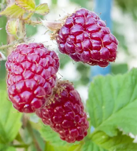 Him-Brombeere Tayberry, 2 Ltr. Topf