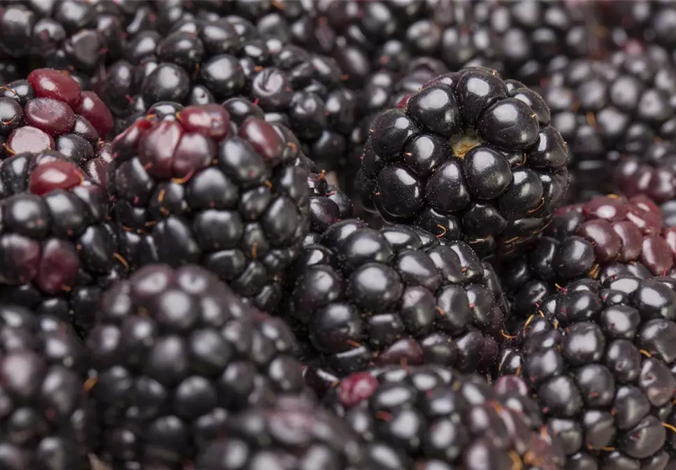 Brombeeren pflanzen