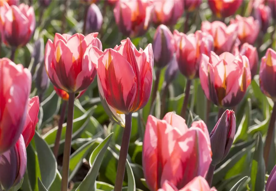 Tulpen als farbenfrohe Frühlingsboten