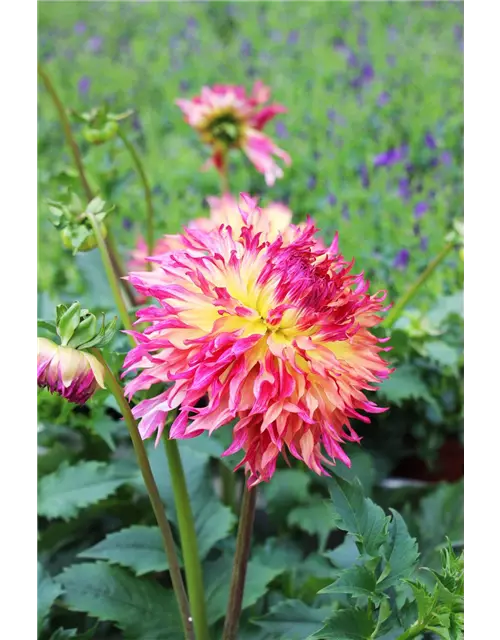 XXL Dahlie, xxlDahlia