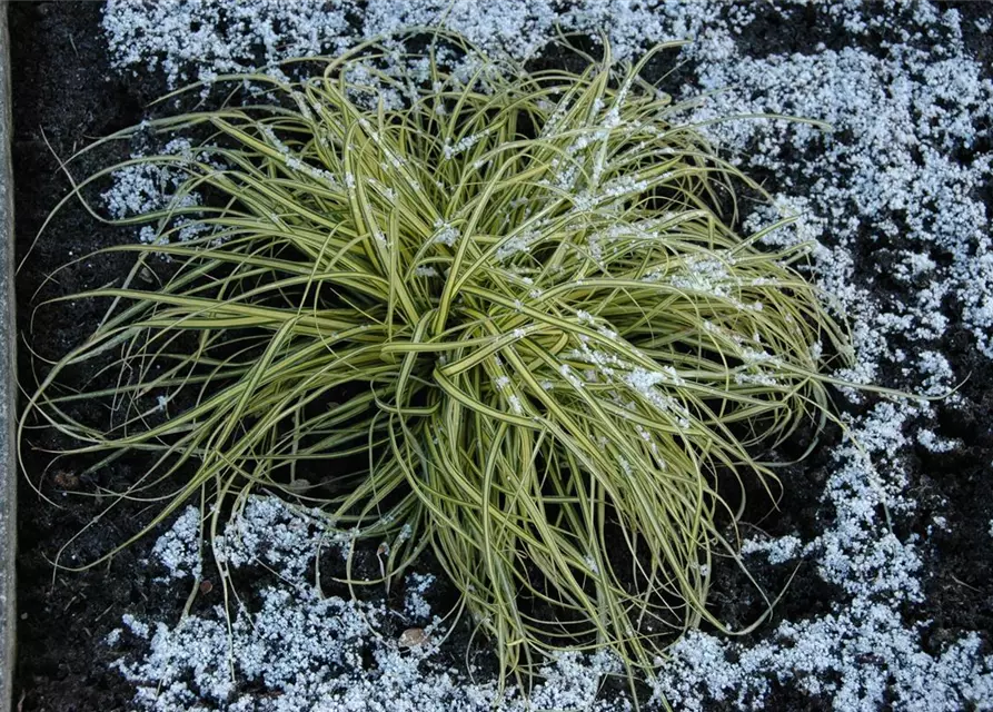 Carex morrowii 'Aureovariegata'