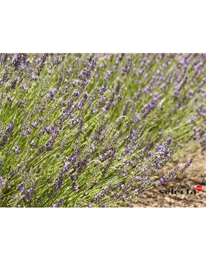 Bastard-Garten-Lavendel 'Grosso'