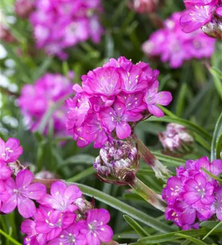 Kaufen Sie Echter Gänseblümchen-Blumenanhänger Rosa zu Großhandelspreisen