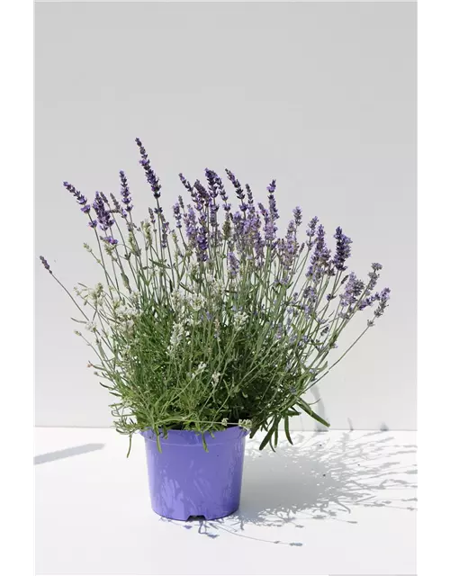 Lavendel-Farben-Mix 6 Sorten, 12er Set