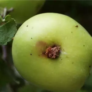 Apfelwickler an Birnen