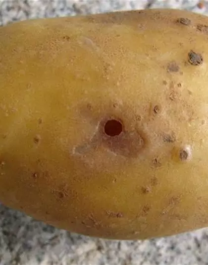Drahtwurm an Kartoffeln