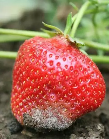 Grauschimmelfäule an Erdbeeren