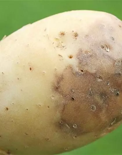 Kraut- und Knollenfäule an Kartoffeln