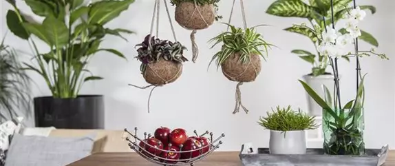 So einfach lassen sich die schönsten Zimmerpflanzen pflegen