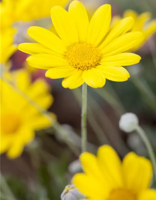 Argyranthemum frutescens, gelb
