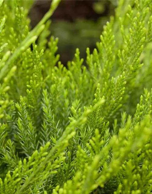 Juniperus x pfitzeriana 'Mint Julep'
