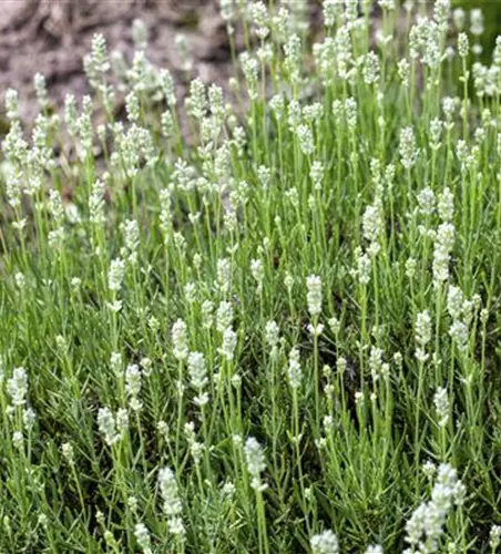Lavandula angustifolia, weiß