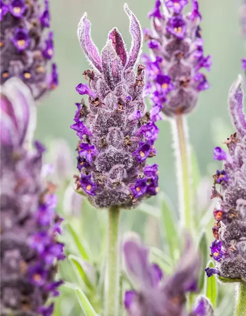 Lavandula stoechas 'Anouk', GartenSchopfLavendel 'Anouk'