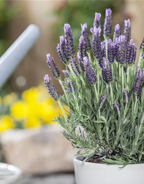 Lavandula stoechas 'Anouk', GartenSchopfLavendel 'Anouk'