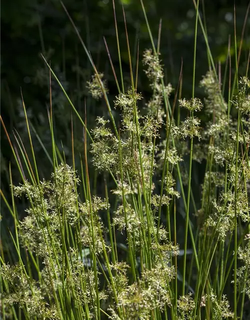 Flatter Binse Juncus Effusus
