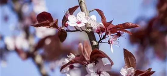 Prunus cerasifera 'Nigra'