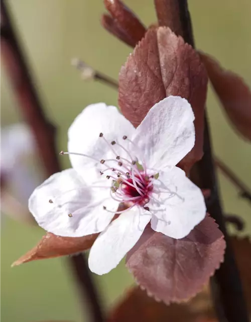 Prunus, Zierkirsche