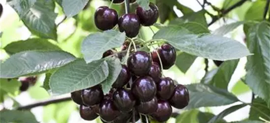 Prunus cerasus 'Schattenmorelle'