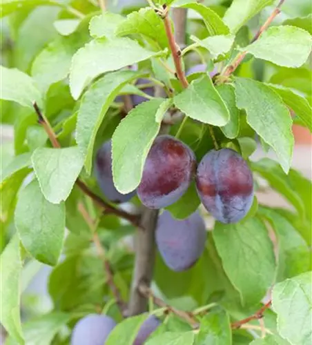 Prunus domestica subsp. domestica 'Hanita'(s)