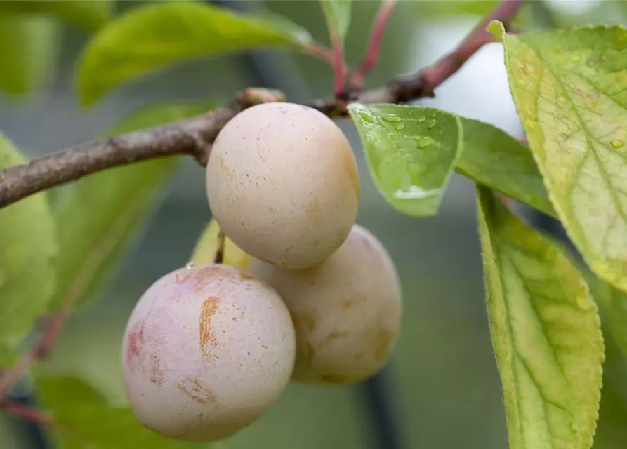 Prunus domestica subsp. syriaca