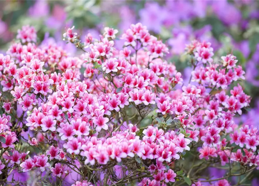 Rhododendron obtusum