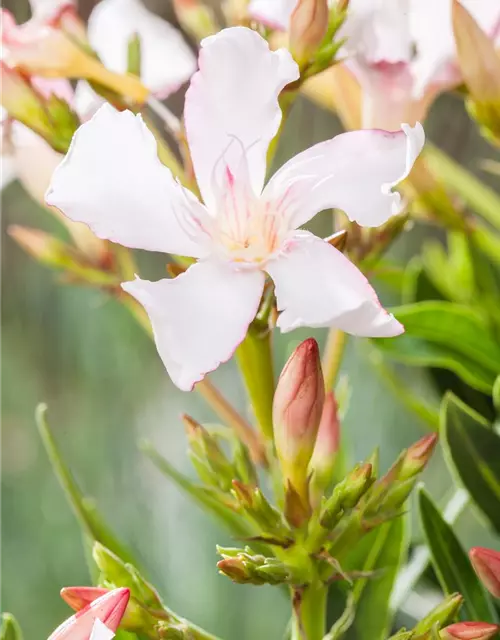 Nerium oleander